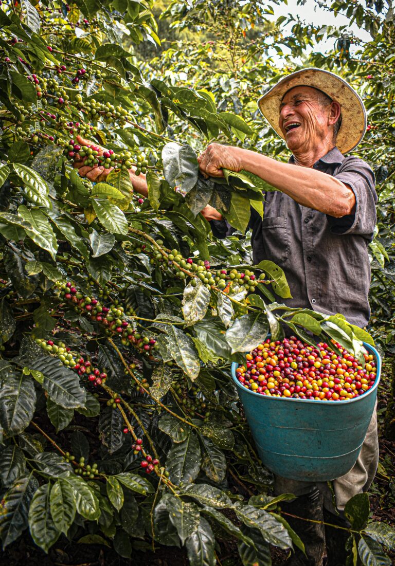 Recolección responsable en los cultivos de café.